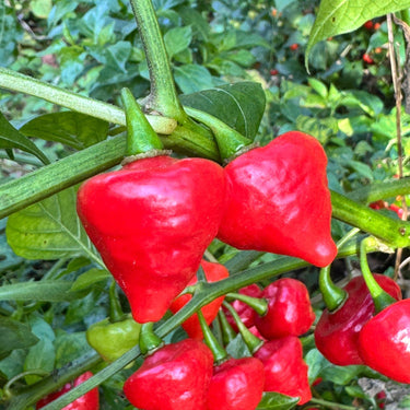 Biquinho x UFO - Seeds - The Pepper Pantry (Formerly Marie Sharp's)